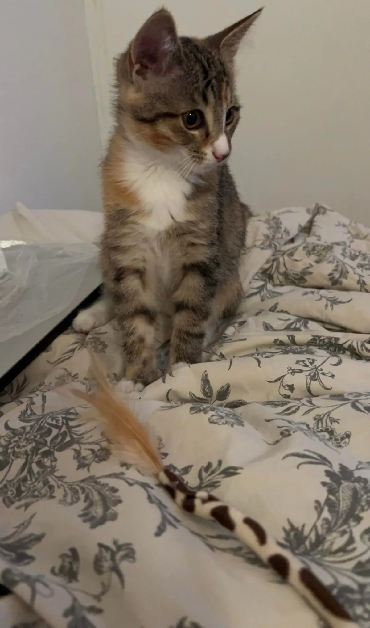 Got her 4 days ago and already can’t imagine life without her