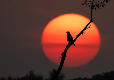 ITAP of a long legged buzzard at sunset