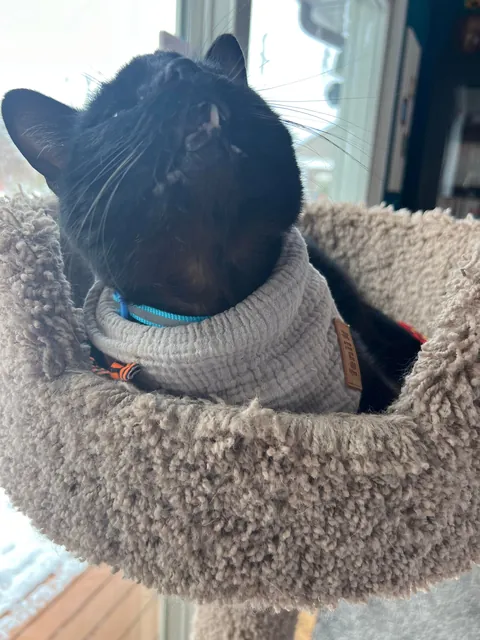 This sweet boy showed up at our house two weeks ago. 