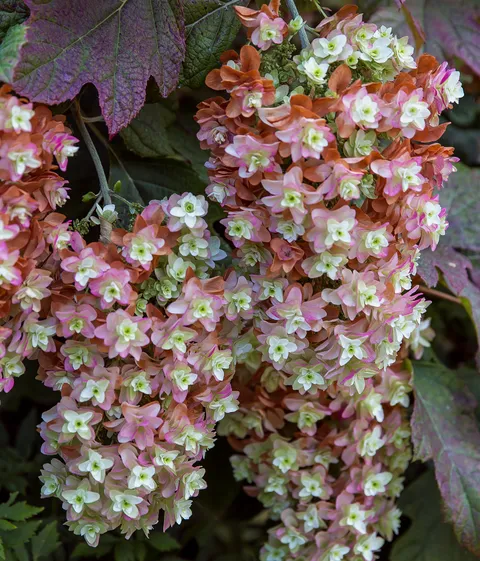 Oakleaf Hydrangea😍