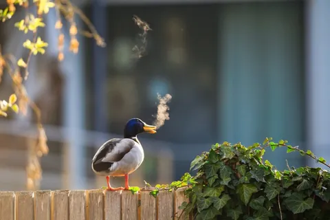 🔥 19 images from the Comedy Wildlife People's Choice Awards