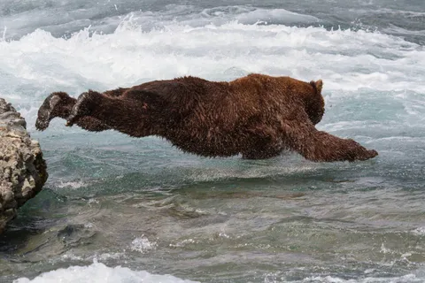 PsBattle: Brown bear diving into river