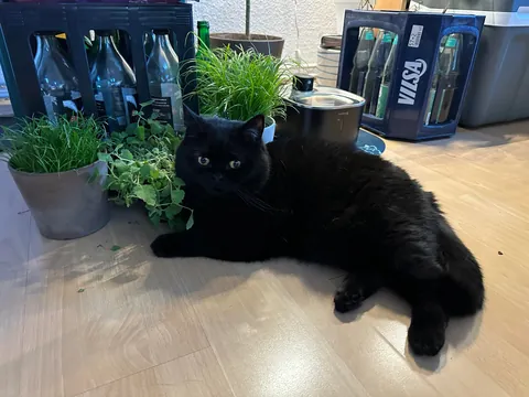 This little goober turned 4 years old today. He’s one of the most expressive cats I have seen.