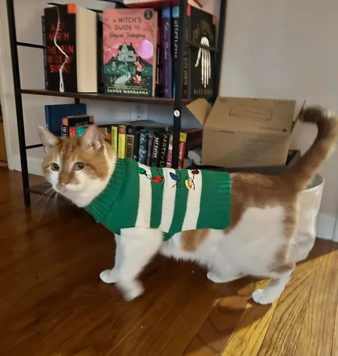 Showing off my cat in his Christmas sweater! 🎄