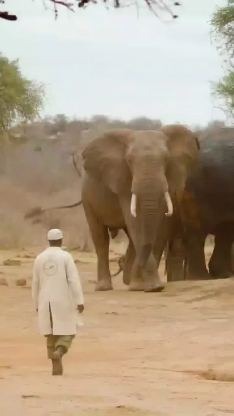 Minders at a wild animal orphanage trust and show no fear of released adult elephants previously under their care