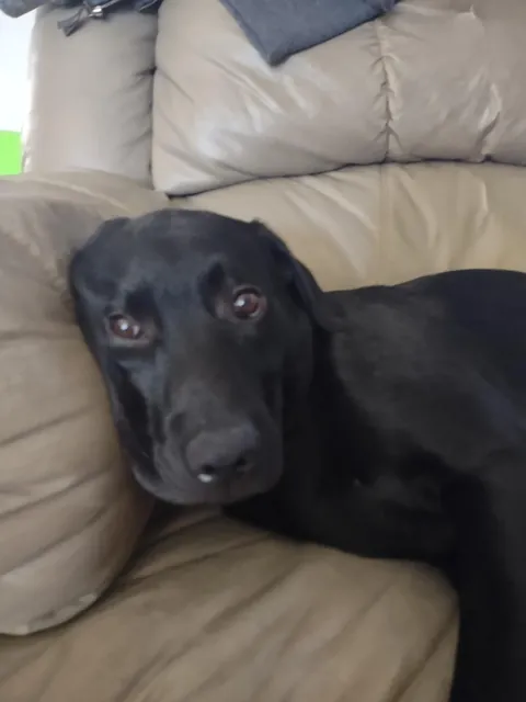 The best pictures of my 3 year old Black Lab!