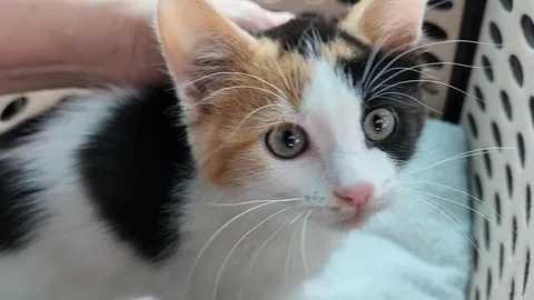 Introducing Baby Jessica