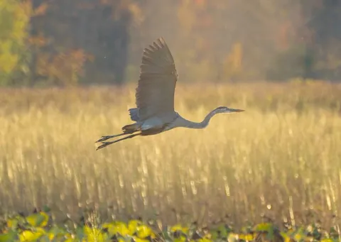I photographed this heron in flight, only to later discover it was painting the town, so to speak.