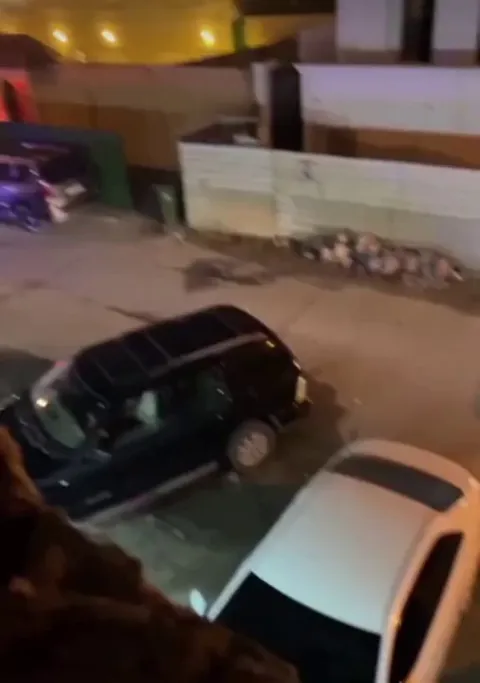 Lady's pet lion gets out and she carries it home like a house cat...