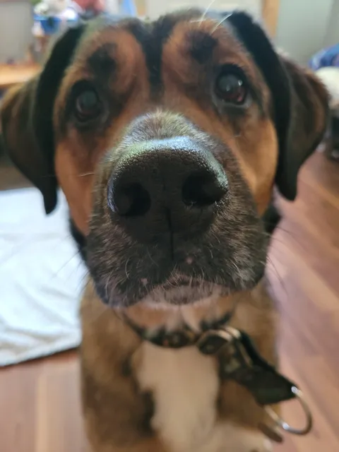 This is my boy Teddy, he wants to say hi