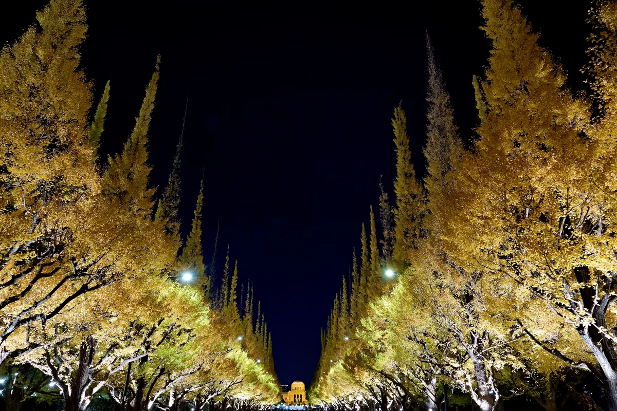 Fall colors in Japan