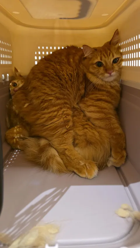 Catsitting! These 2 are TERRIFIED and huddling in their carrier (voluntarily).