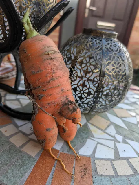 Friend just pulled this out of the ground. It was a little cold.