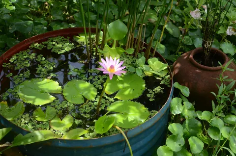 I just adore this sweet little corner of my garden