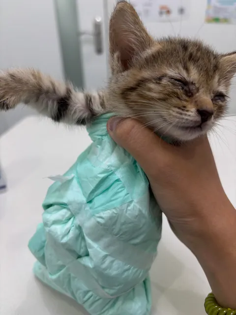 On my way to work this morning, I found this little kitten under my office building