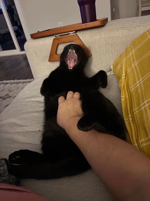 Oh to be a little void getting belly rubs on demand
