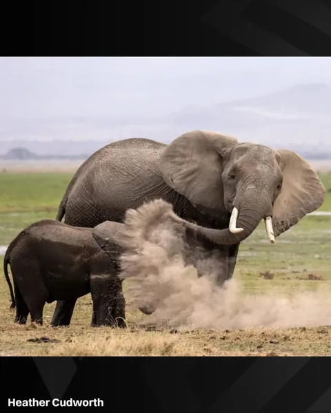 The finalists for the 2026 Nikon Comedy Wildlife Awards have officially been announced, bringing together some of the funniest and most perfectly timed moments from the animal kingdom