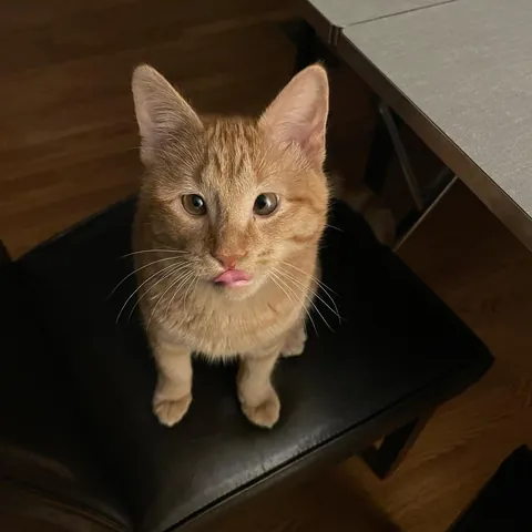 I’ve lost my best friend Link