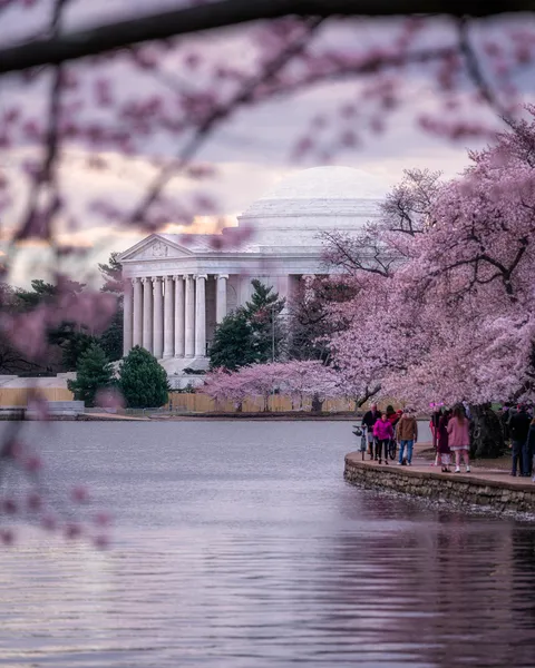 ITAP of the Cherry Blossoms