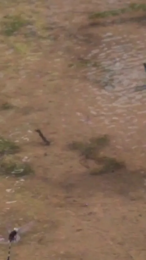 Scientists capture dragonflies performing the only known multi-revolution flight maneuver in flying animals. They dunk themselves into the water to cool down, then exit rapidly performing several flying somersaults to clear off the water. They likened it to a dog shaking the water from its coat.