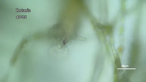 When you're watching a sample, and suddenly you see a chainsaw with two red eyes