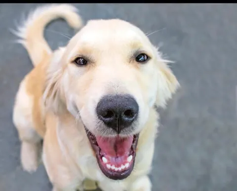 Say hello to the happiest dog ever 😄