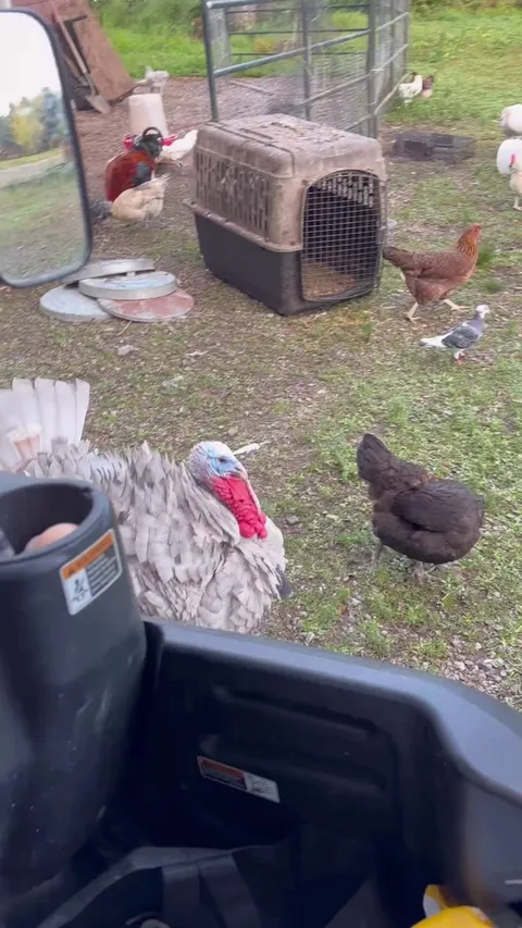 Tim the turkey gets mad when I drive away…