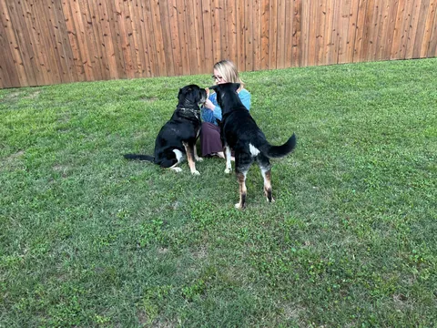 Came across a dog who was in the shelter, turns out it's my dog’s sister! Now they are inseparable! (Swipe!)(OC)