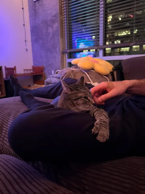 My cat is obsessed with my bf