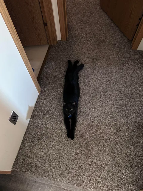 He always lays like this