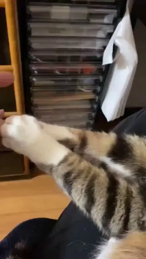 The Purrfect way to close a business deal within seconds