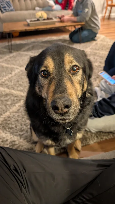 Very happy puppers before and after getting called a good boy