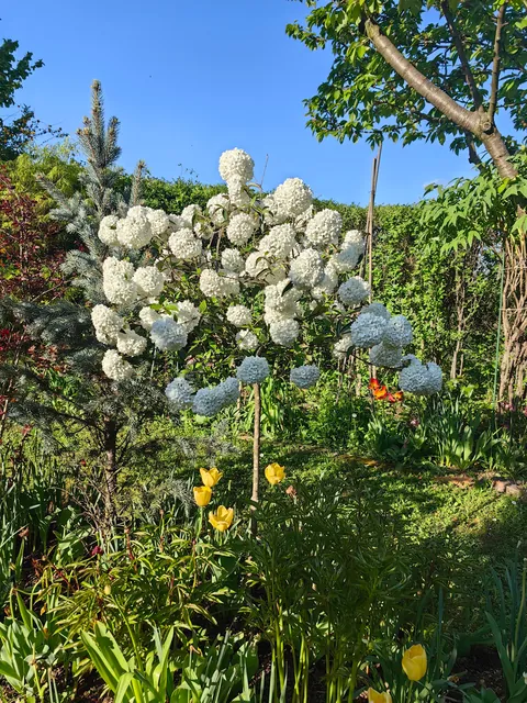 My garden in Serbia part 3