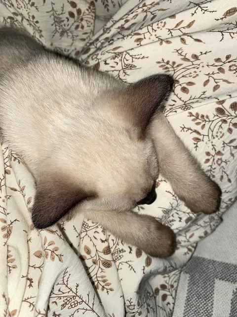 Bella's sleeping posture is always so unique.