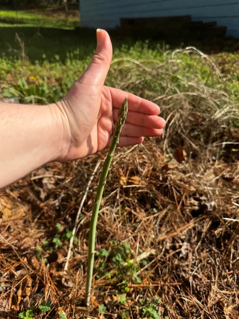 My First Little Aspara-guy