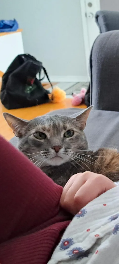 Our cat Marble's face after my kid said "Marble wants a baby cat"