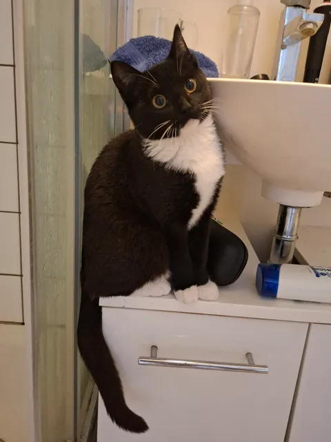 My kitten follows me everywhere, even when I brush my teeth. 