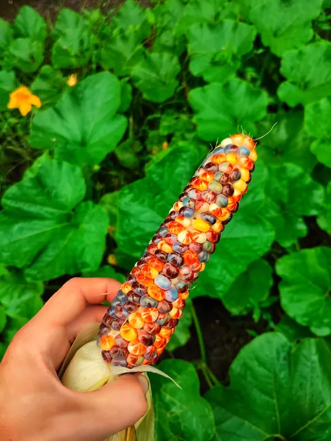 First one of the season on my own strain of corn 