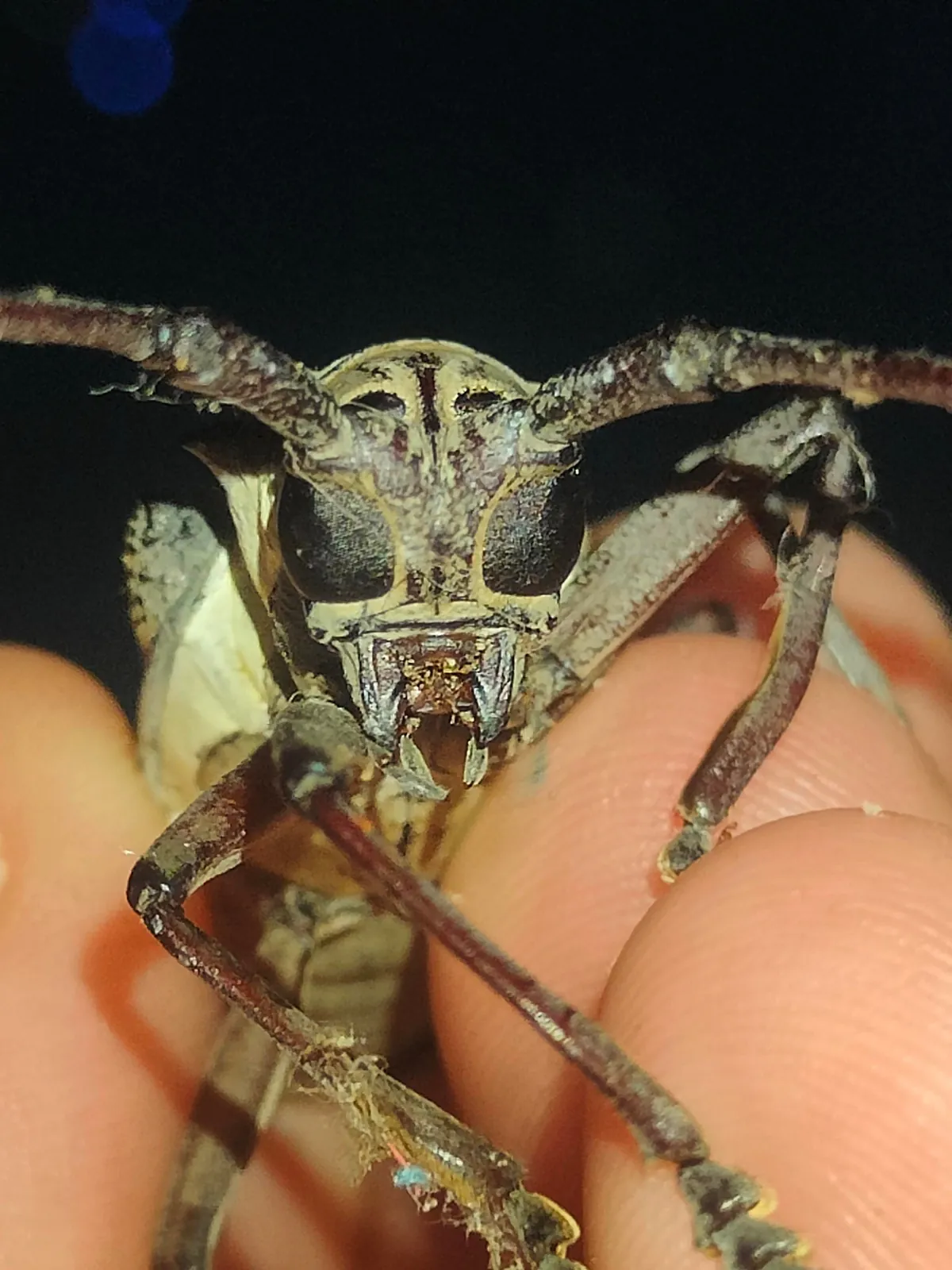 Sri Lanka : sun, tuk-tuks and mild disappointments.