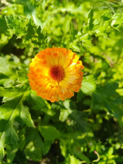 No one cares much about my flowers so I thought to share them here