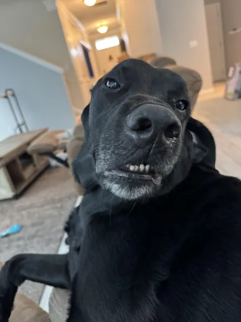 This is the face Bernard makes when you scratch just the right spot on his back.