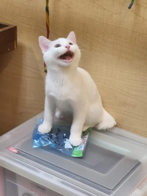 Adopted two new happy boiz! Meet Custard (White) and Sherma (Orange).