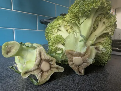The broccoli has rotted from the inside