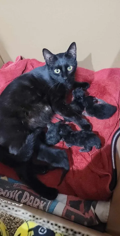 1 year with since I brought this girl home, pregnant with 5 kittens