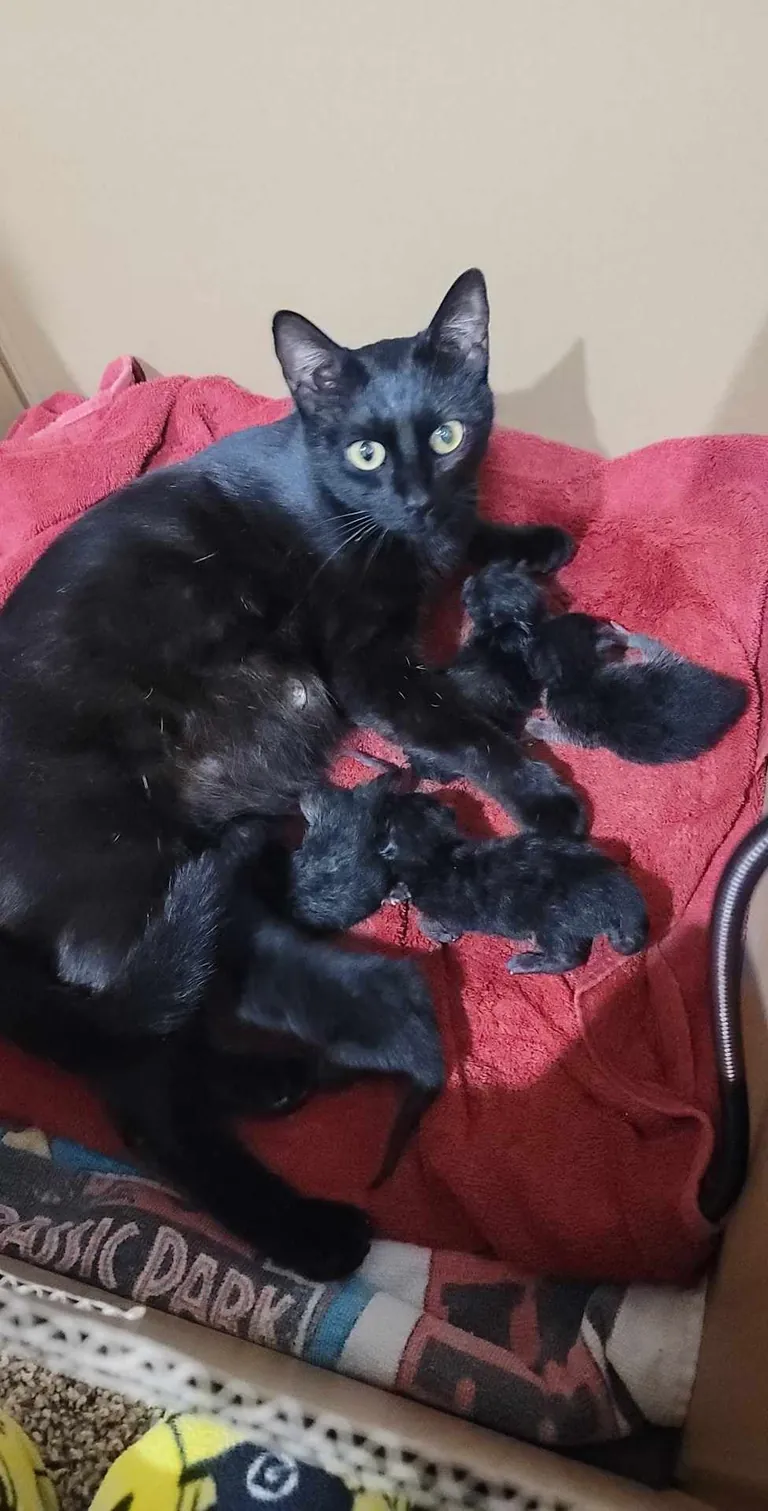 1 year with since I brought this girl home, pregnant with 5 kittens