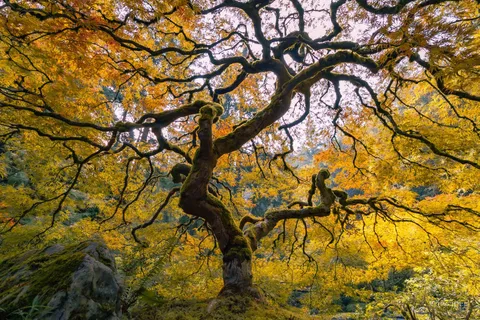 Winding Japanese maple, Portland, Oregon [OC] [3231 x 2154] @itk.jpeg