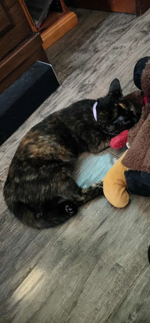 Kittens found on highway in a box, we adopted them both.