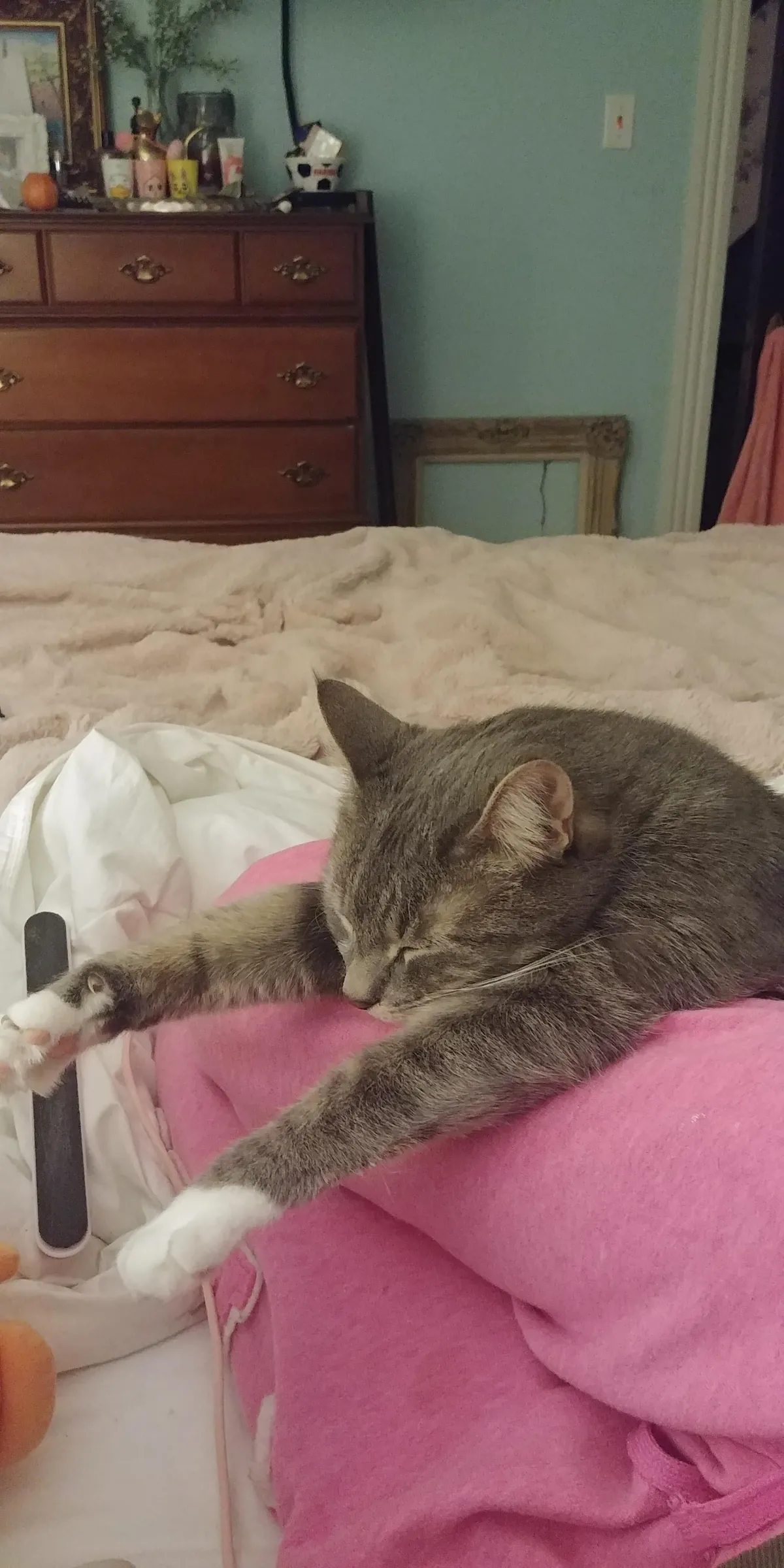 Anyone else's cat sleep on your butt/body??