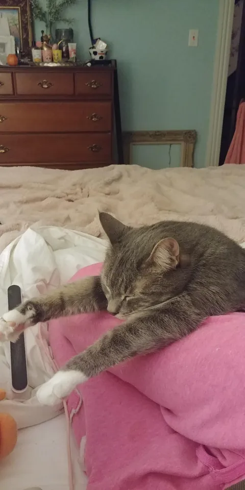 Anyone else's cat sleep on your butt/body??