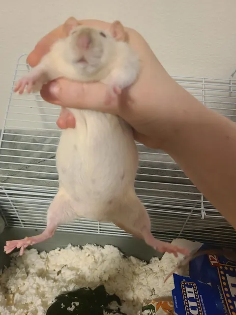 Our boy isn't a boy. How long until she pops?